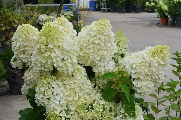 Гортензия метельчатая Summer Snow (Саммер Сноу) Цветы