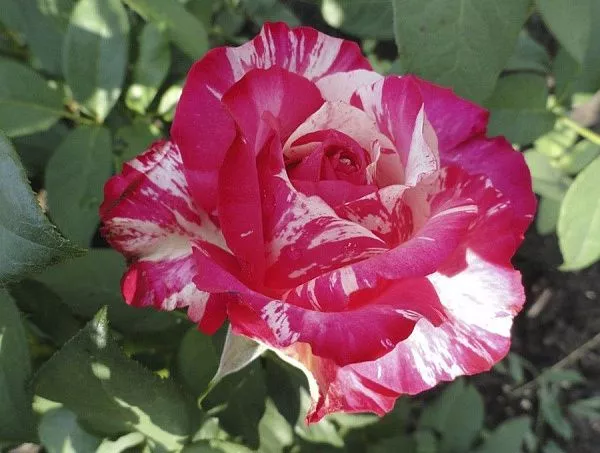 Роза "Pink Intuition" (Пинк Интуишн)