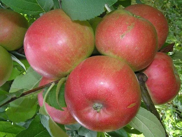Яблоня домашняя "Лучезарное" (Осень)