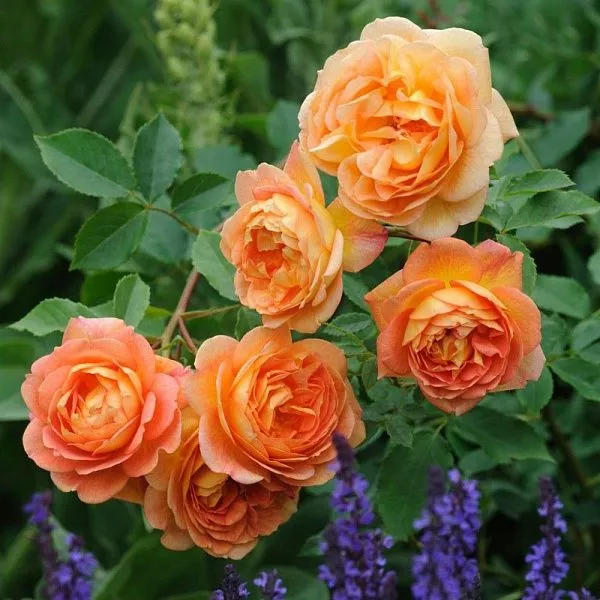 Роза парковая Lady of Shalott (Леди оф Шалотт) цветы