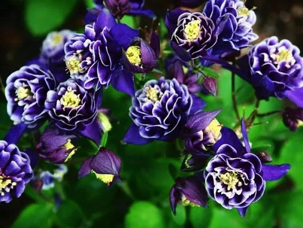 Аквилегия гибридная "Winky Blue and White" (Винки блю энд Вайт)