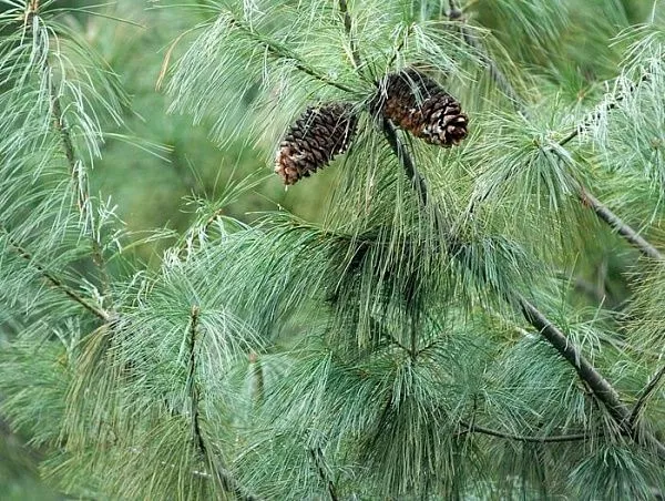 Сосна "Armandii" (Арманди) 