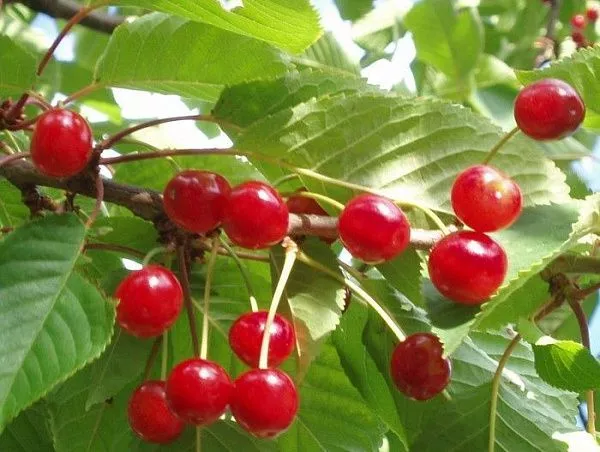 Вишня "Склянка розовая" (Самобесплодная)