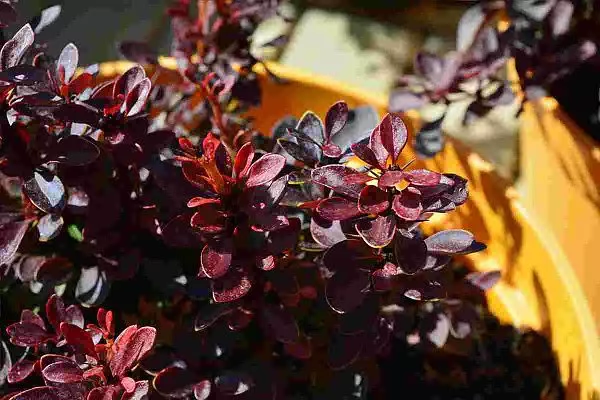 Барбарис тунберга Pygmy Ruby (Пигми Руби) Листва