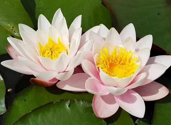 Нимфея (кувшинка) Marliacea Carnea Марлиака Карнеа