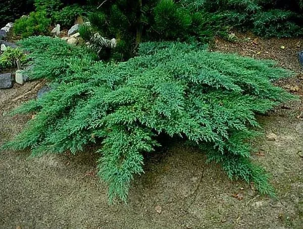 Можжевельник казацкий "Rockery Gem" (Рокери Джем)