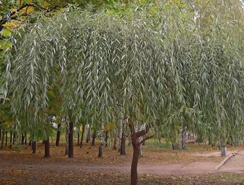 Ива белая / Salix alba