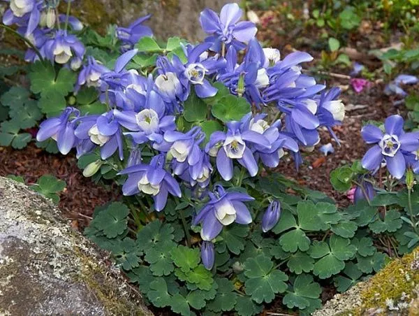 Аквилегия гибридная "Spring Magic Blue And White" (Спринг Меджик Блю энд Вайт)