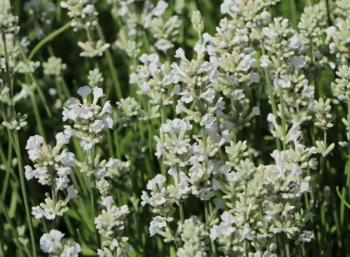 Лаванда узколистная "Edelweiss" (Эдельвейс)
