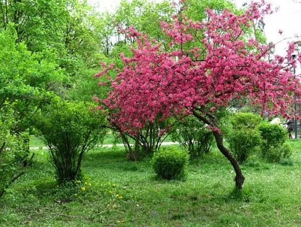 Яблоня Недзвецкого (лат. Malus niedzwetzkyana)