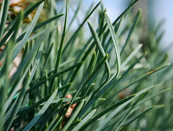 Pinus sylvestris Fastigiata фото