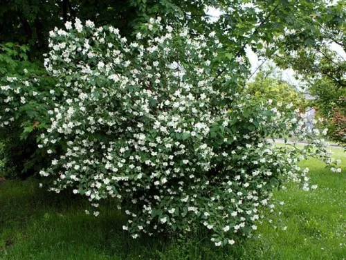 Чубушник венечный (корончатый)