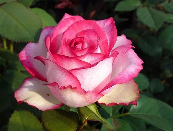 Роза Чайно-гибридная