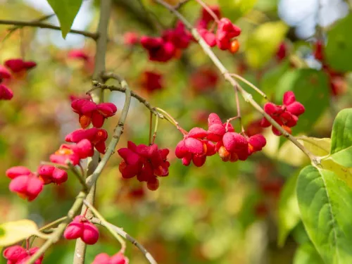 Бересклет европейский / Euonymus europaeus