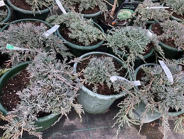 Можжевельник горизонтальный Icee Blue фото