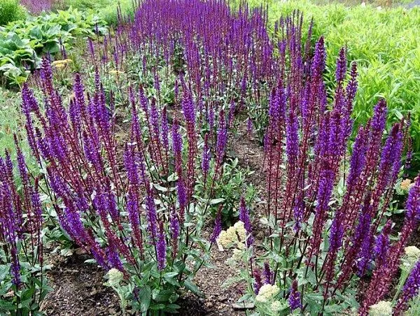Salvia Caradonna
