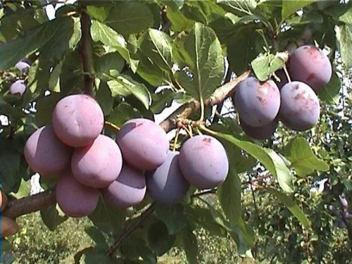 Слива домашняя "Венера" (Самоплодная)