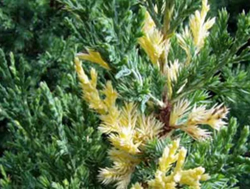 Можжевельник китайский "Variegata" (Вариегата)