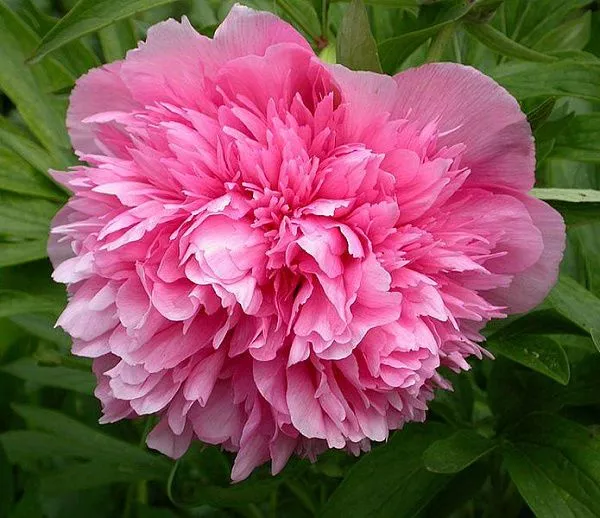 ПИОН МОЛОЧНОЦВЕТКОВЫЙ ROSEA PLENA (РОЗЕА ПЛЕНА)