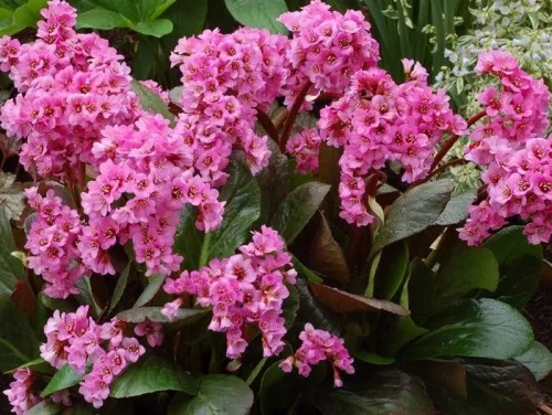 Бадан сердцелистный "Spring Fling" (Спринг Флинг)