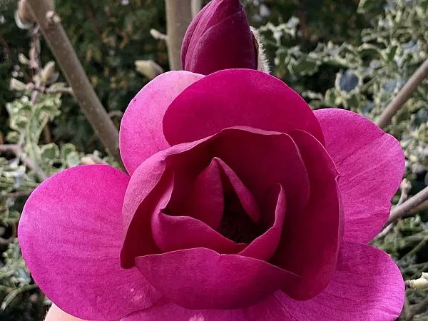 Магнолия "Aphrodite" (Афродита)