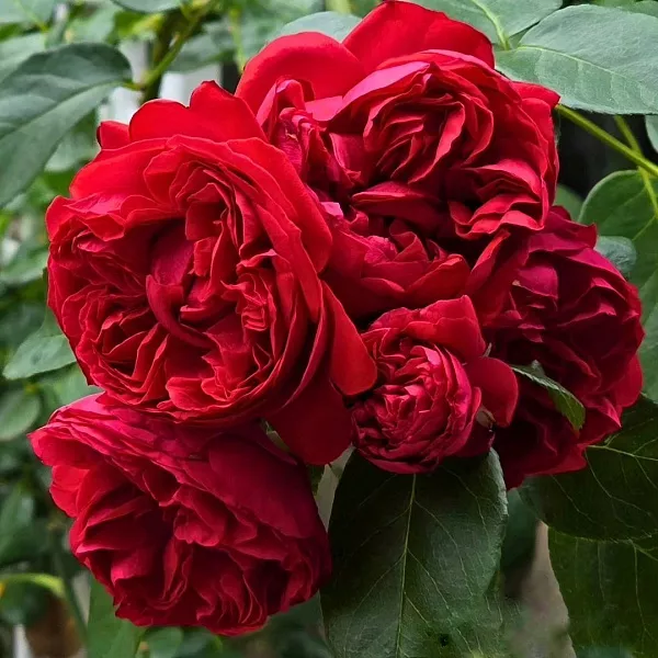 Роза плетистая Роза Red Eden Rose (Ред Эден Роуз)