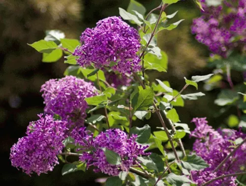 Сирень Бумеранг "Dark Purple" (Дарк Пурпл)
