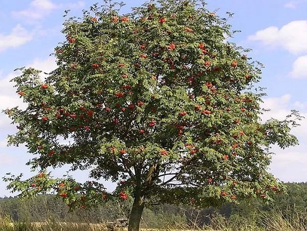 Рябина обыкновенная "Edulis" (Эдулис)