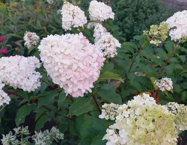 Гортензия метельчатая "Forever and Ever White Pink" (Форевер энд Эвер Вайт Пинк)