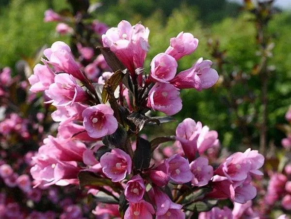 Вейгела цветущая "Purpurea" (Пурпурея)
