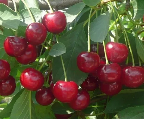 Вишня "Лутовка" (Самоплодная)
