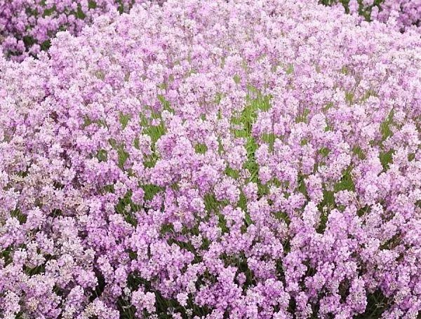 Лаванда узколистная Rosea (Розеа) взрослое растение