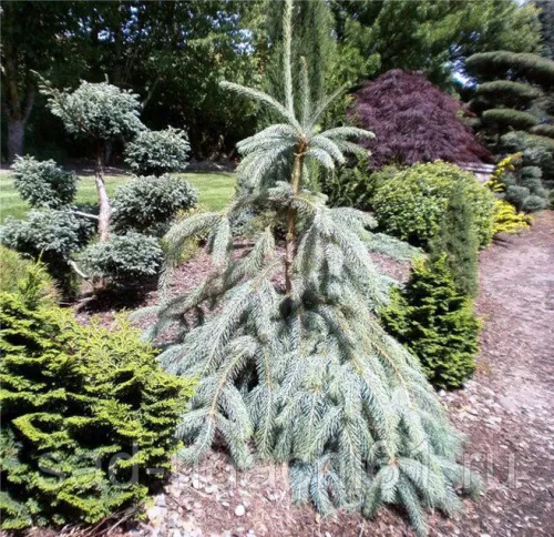 Ель Энгельмана "Буш Лейс" / Picea engelmannii Bush`s Lace