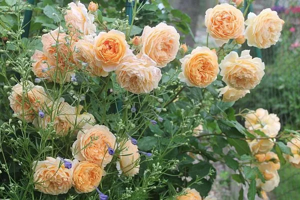 Роза парковая Crown Princess Margareta (Краун Принцесс Мэргерит) цена