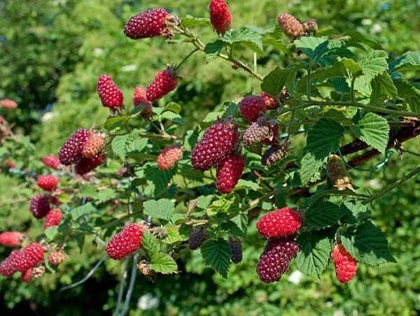 Ежемалина "Tayberry" (Тайберри)
