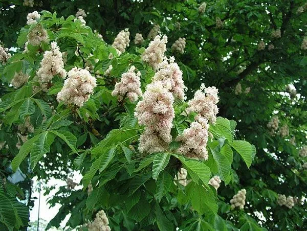 Каштан конский "Baumannii" (Баумани)