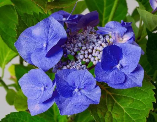 Гортензия крупнолистная "Blaumeise" (Блаумайзе)