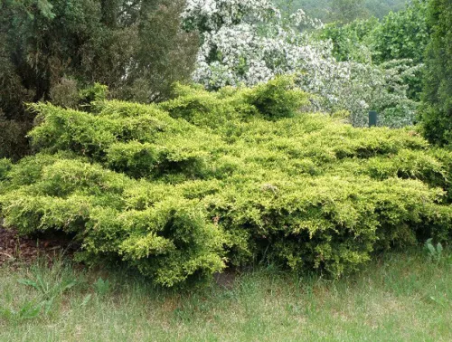 Можжевельник средний "King of Spring" (Кинг оф Спринг)