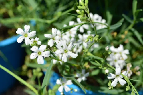 Гипсофила ползучая "White" (Вайт)