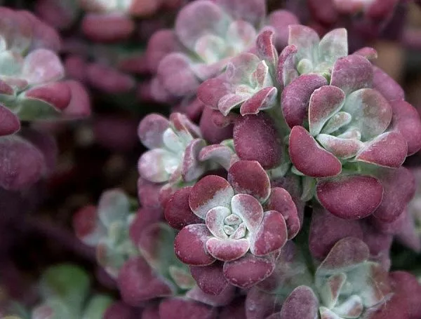 Очиток лопатчатолистный "Purpureum" (Пурпуреум)