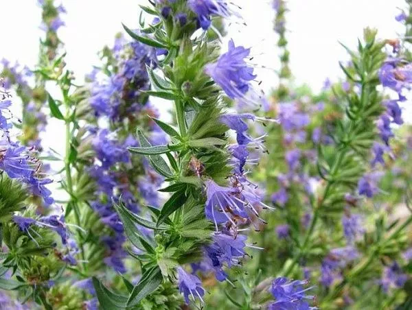 Иссоп лекарственный "Caeruleus" (синий)