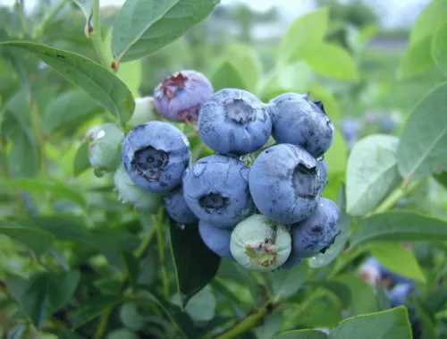 Голубика высокая "Bluetta" (Блюэтта) (ранний)