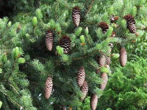 Ель изящная / Picea torano