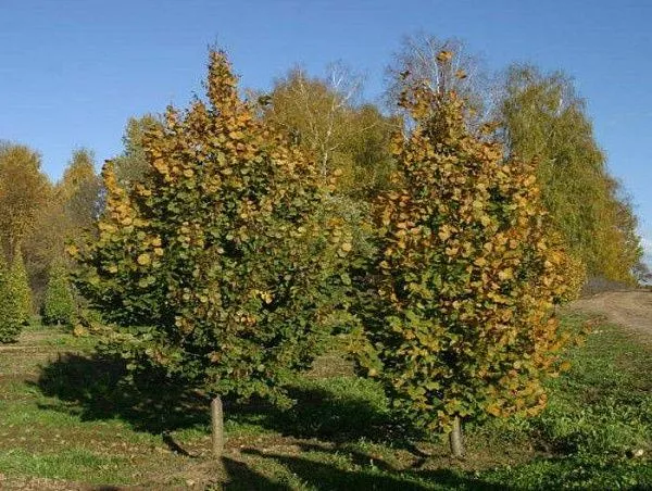 Липа крупнолистная "Fastigiata" (Фастигиата)