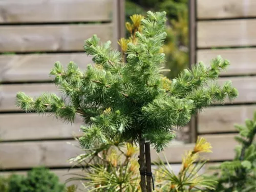 Лиственница Маргилинда / Larix marschilinsi
