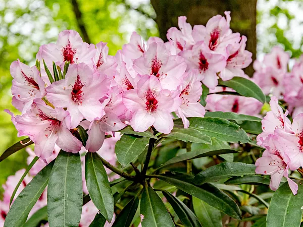 Rhododendron-Hybride-Danuta-TG-09