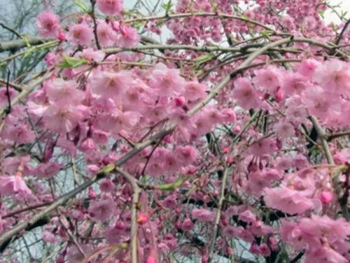 Вишня короткощетинистая «Pendula Plena Rosea» (Пендула Плена Розея)