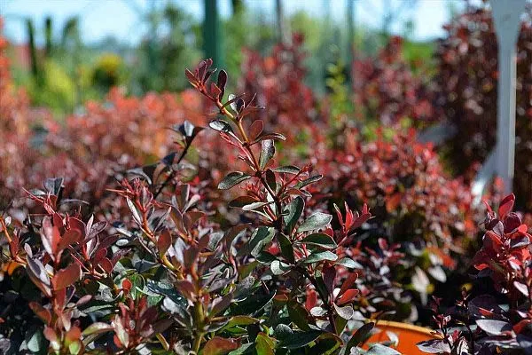 Барбарис тунберга Atropurpurea Nana (Атропорпурея Нана) Листья