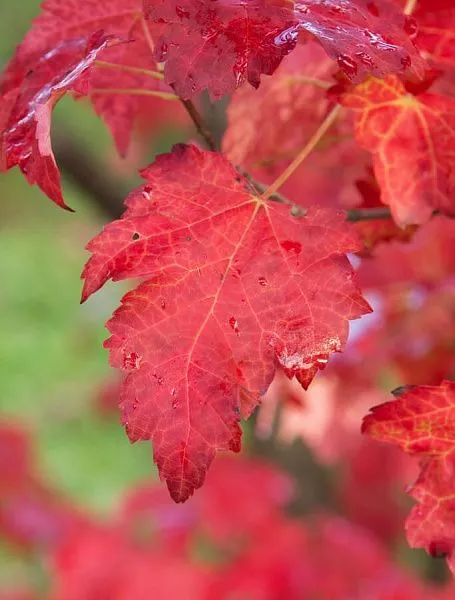 Клен красный Oktober Glory (Октобер Глори) саженцы