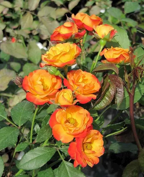 Роза Rumba (Румба) фото